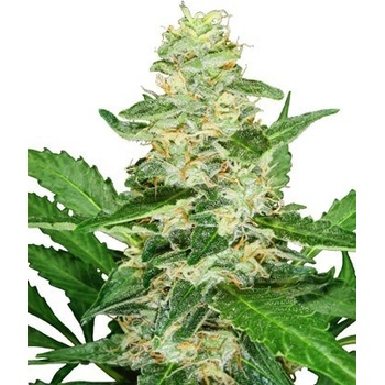 Sensi Seeds Super Skunkmatic semena neobsahují THC 3 ks