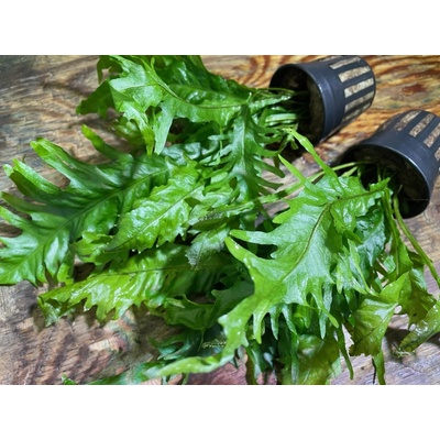 Microsorum Pteropus Lionfish – Hledejceny.cz