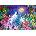 Enjoy - Puzzle Wolf Moon - 1 000 piese