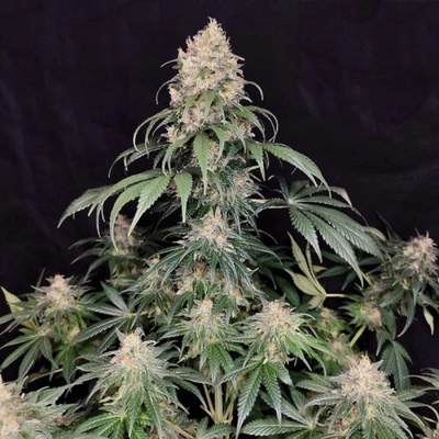 Buddha Seeds Medikit CBD semena neobsahují THC 3 ks