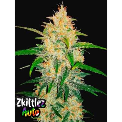 420 Fast Buds Zkittlez AUTO semena neobsahují THC 10 ks