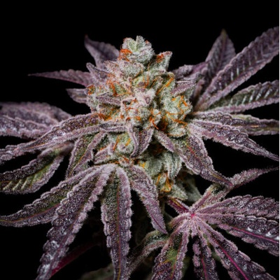 Pure Instinto Insanity OG semienka neobsahujú THC 3 ks