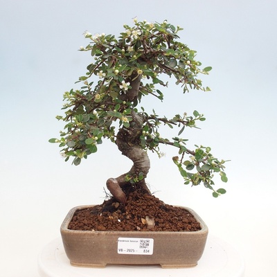 e-bonsai Venkovní bonsai-Cotoneaster dammeri - Skalník Damerův