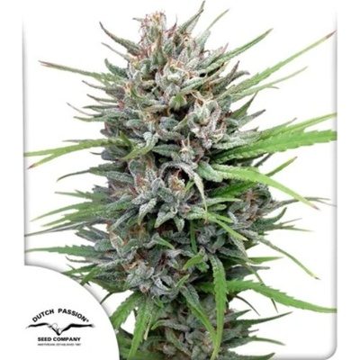Dutch Passion PASSION #1-REGULAR semena neobsahují THC 10Ks