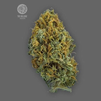 The Bulldog Seeds Skittlez Auto semena neobsahují THC 3 ks