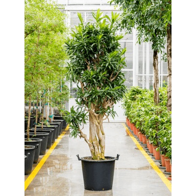 Pleomele (Dracaena) Reflexa 'Song of Jamaica' 50x230 cm