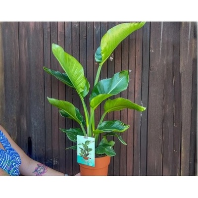 Strelícia natalská (Strelitzia Nikolai) - výška 60-70 cm, kont. C3L