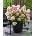 Living Creations® Хортензия Living Little Love® паникулата