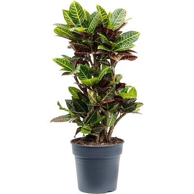 Croton (Codiaeum) variegatum Petra 27x100 cm