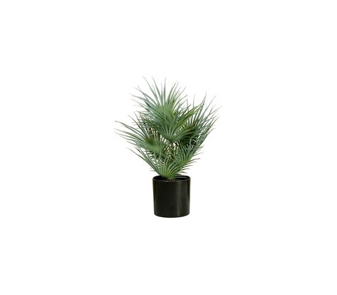 Fan palma, 55cm