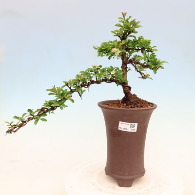 e-bonsai Venkovní bonsai - Pyracantha teton - Hlohyně šarlatová