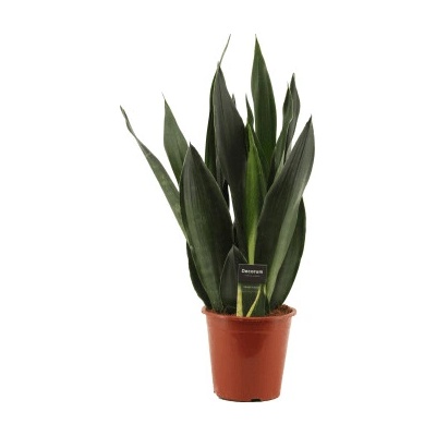 Sansevieria Black Diamond 17x60 cm