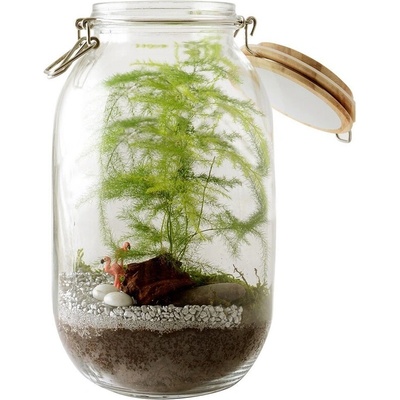 Radis et Capucine Терариум за сглобяване със семена на аспарагус и аксесоари (036617)