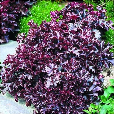 Dlužicha Melting Fire - Heuchera - osivo dlužichy - 15 ks