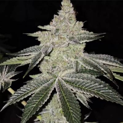 Ethos Genetics Chama! R1 semienka neobsahujú THC 5 ks