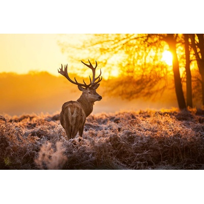 DIMEX ART Флизелинов фототапет елен при залез слънце 375 x 250 см