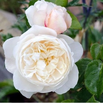 David Austin® Роза William and Catherine - David Austin®