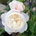 David Austin® Роза William and Catherine - David Austin®