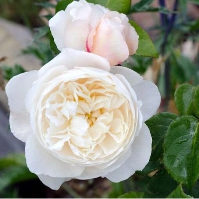 David Austin® Роза William and Catherine - David Austin®