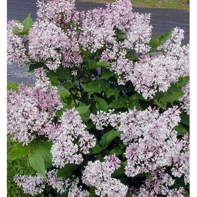 Syringa patula 'Miss Kim' 15-20 C2L