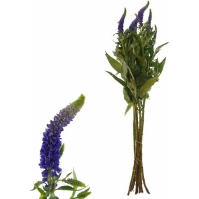 Rozrazil LONGIFOLIA SKYLER BLUE 60 cm