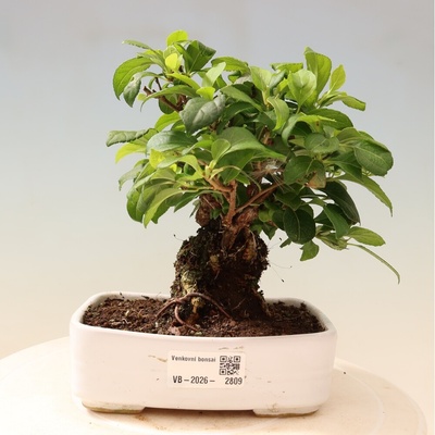 e-bonsai Venkovní bonsai - Celastrus orbiculatus - Jesenec okrouhlolistý