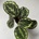 Calathea medallion