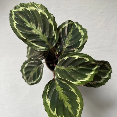 Calathea medallion
