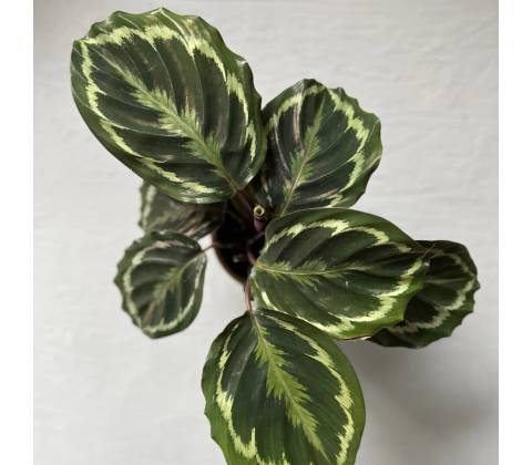 Calathea medallion