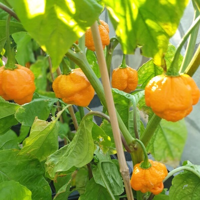 Trinidad Scorpion Moruga Yellow - chilli semena 10 ks