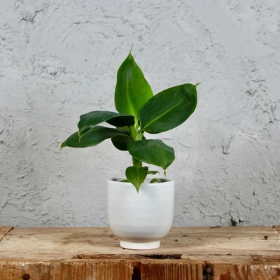 Musa Acuminata Banánovník baby