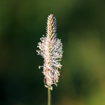 BIO Jitrocel kopinatý - Plantago lanceolata - bio semena - 80 ks