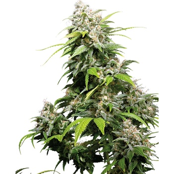 Sensi Seeds California Indica regular semena neobsahují THC 10 ks