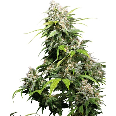 Sensi Seeds California Indica regular semena neobsahují THC 10 ks