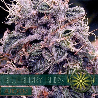 Vision Seeds Blueberry Bliss 0% THC Balenie: 3 ks