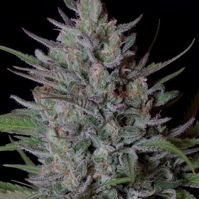 Don Avalanche Seeds Don Biscotti semena neobsahují THC 5 ks