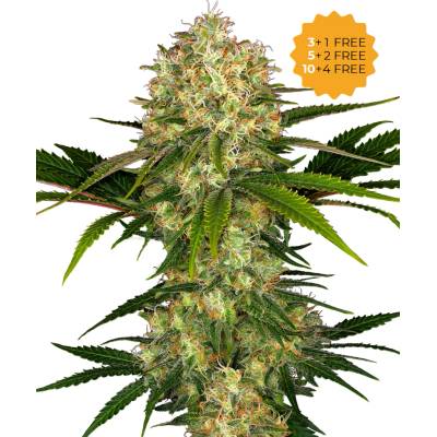 Sensi Seeds Afghani #1 semienka neobsahujú THC 5 ks