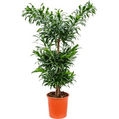 Pleomele (Dracaena) Reflexa multi stem 27 x105 cm