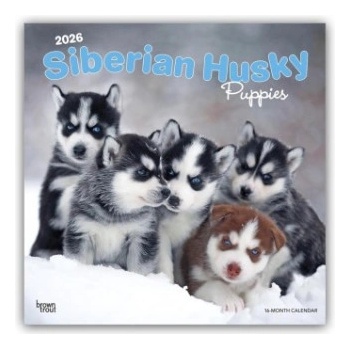 Browntrout Verlags GmbH Siberian Husky Puppies - Siberian Husky Welpen 2026 - 16-Monatskalender