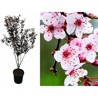 Okrasná slivka PISSARDI NIGRA multikmeň 170-200cm, kont. 25 l