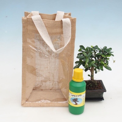 e-bonsai Pokojová bonsai v dárkové tašce - JUTA Carmona-čaj fuki