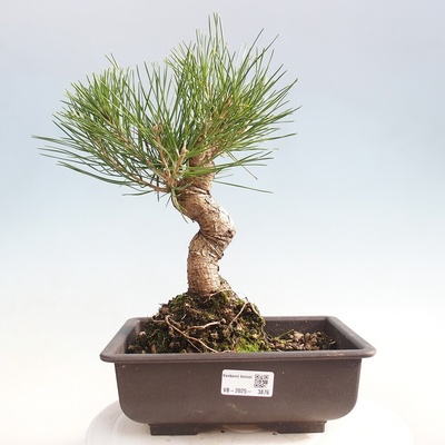 e-bonsai Venkovní bonsai - Pinus thunbergii - Borovice thunbergova – Hledejceny.cz