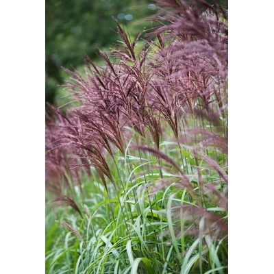 Miscanthus sinensis MALEPARTUS - ozdobnice čínská