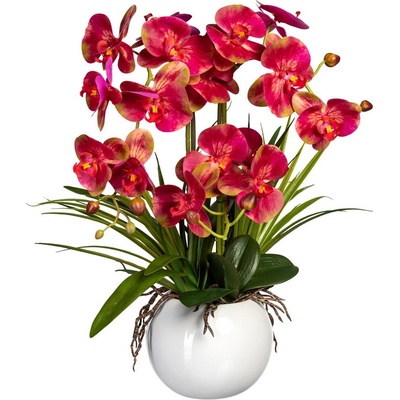 Orchidea Můrovec červeno ružová v kvetináči, 58cm