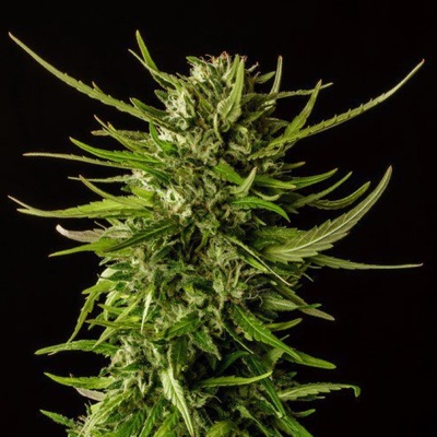 Kannabia Seeds Dosidos semena neobsahují THC 3 ks
