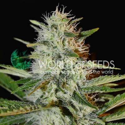 World of Seeds Kilimanjaro semienka neobsahujú THC 12 ks