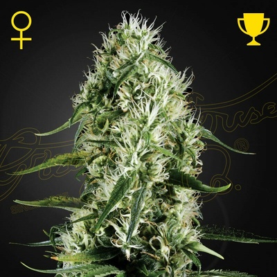 Green House Seed Super Silver Haze semienka neobsahujú THC 1 ks