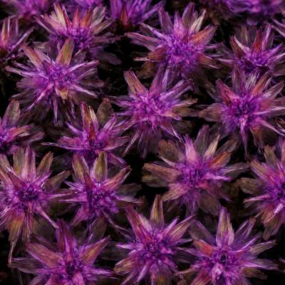 PLUMOSUM I DIP DYED BROMBEER TRAY (50PC)