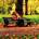 GREEN PARK CD
