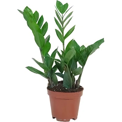 Zamioculcas, průměr květináče 12cm
